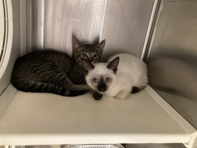 adoptable Cat in Orange, CA named SASSY