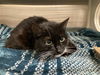 adoptable Cat in Orange, CA named JENKINS