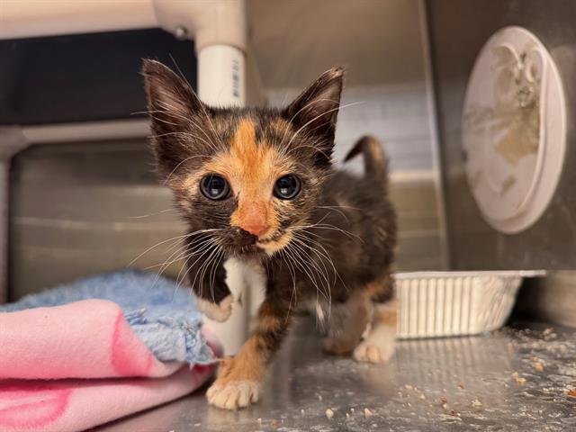 adoptable Cat in Orange, CA named GINGER