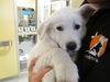 adoptable Dog in  named BUTTON