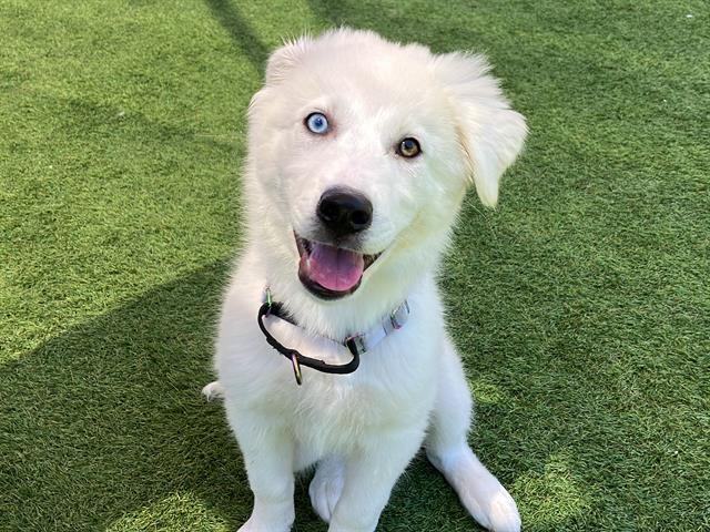 adoptable Dog in Orange, CA named BUTTON
