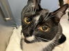adoptable Cat in Orange, CA named BLACKIE