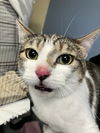 adoptable Cat in Orange, CA named HOG