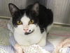 adoptable Cat in Orange, CA named JOOBIE