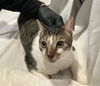adoptable Cat in  named MR. SWIPER