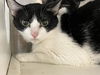 adoptable Cat in  named LICORICE