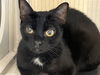 adoptable Cat in  named MR. BOOGIE