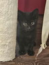 adoptable Cat in orange, CA named ZAP