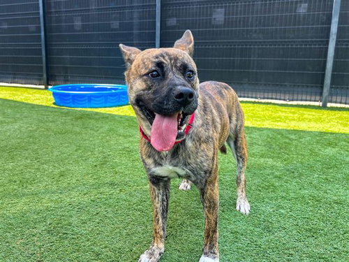 SHE-RA - Pit Bull Terrier / Akita available for adoption