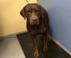 adoptable Dog in  named FUDGESICLE