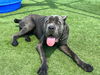 adoptable Dog in  named JELLY BELLY