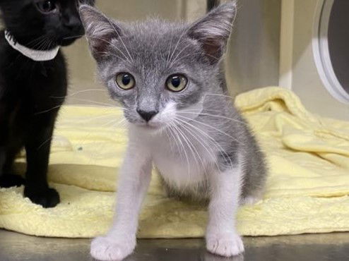 adoptable Cat in Orange, CA named MISO