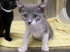 adoptable Cat in orange, CA named MISO