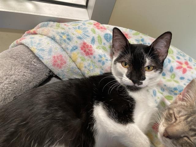adoptable Cat in Orange, CA named MIA