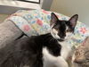 adoptable Cat in orange, CA named MIA
