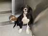 adoptable Dog in  named APOLLO