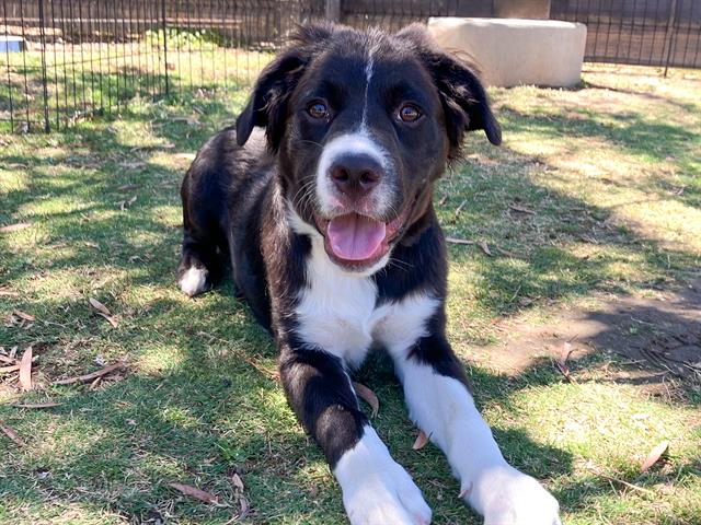 adoptable Dog in Orange, CA named APOLLO