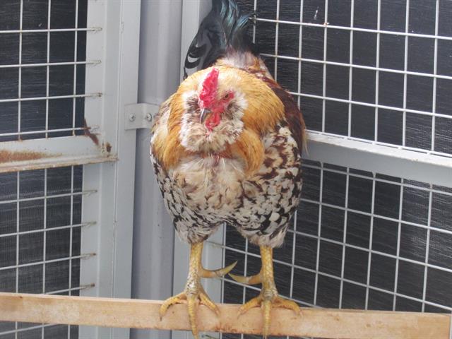 adoptable Chicken in Orange, CA named BERT