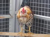 adoptable Chicken in  named BERT