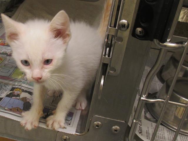 adoptable Cat in Orange, CA named MISSY BEAN