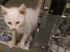 adoptable Cat in orange, CA named MISSY BEAN