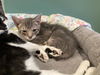 adoptable Cat in  named CAGNEY