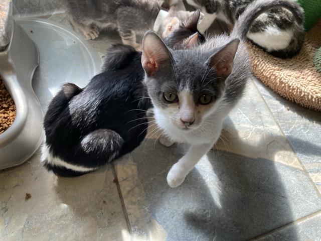 adoptable Cat in Orange, CA named SWAYZE