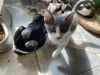 adoptable Cat in  named SWAYZE