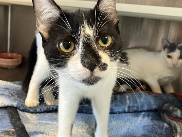 adoptable Cat in Orange, CA named MARK