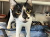 adoptable Cat in  named MARK