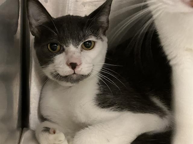 adoptable Cat in Orange, CA named BURTON