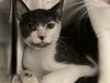 adoptable Cat in  named BURTON