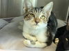 adoptable Cat in  named IVAN