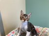 adoptable Cat in  named PINA