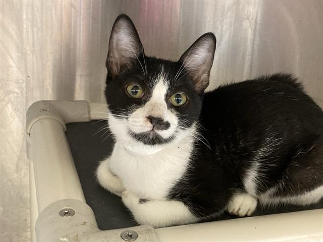 adoptable Cat in Orange, CA named FRANK