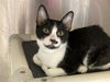 adoptable Cat in  named FRANK