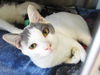 adoptable Cat in  named MATT
