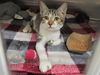 adoptable Cat in  named TEYANA