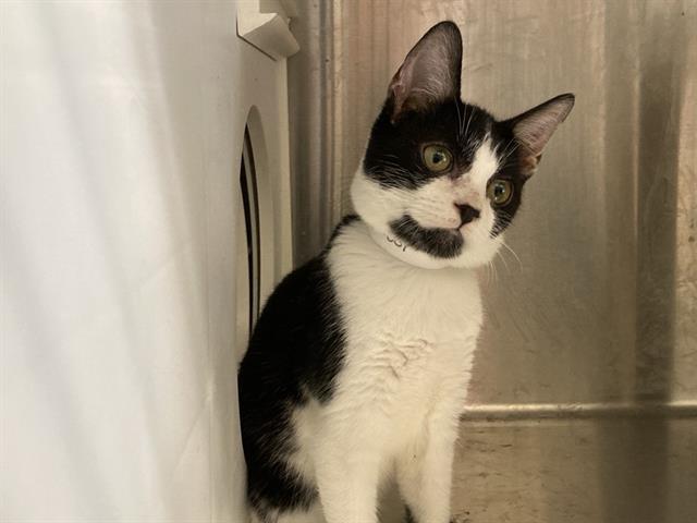 adoptable Cat in Orange, CA named FORAN