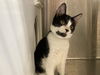 adoptable Cat in  named FORAN