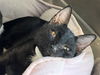adoptable Cat in  named IGOR