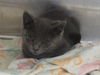 adoptable Cat in orange, CA named MINERVA