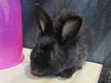 adoptable Rabbit in  named COLE