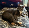adoptable Cat in orange, CA named MINX