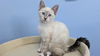 adoptable Cat in orange, CA named MISTY