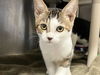 adoptable Cat in  named DUNCAN