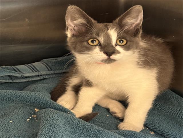 adoptable Cat in Orange, CA named GIA