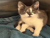 adoptable Cat in  named GIA