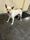 adoptable Dog in  named LUNA