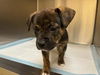 adoptable Dog in  named BRENNAN